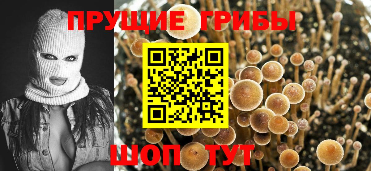 Псилоцибиновые грибы Cubensis Петрозаводск
